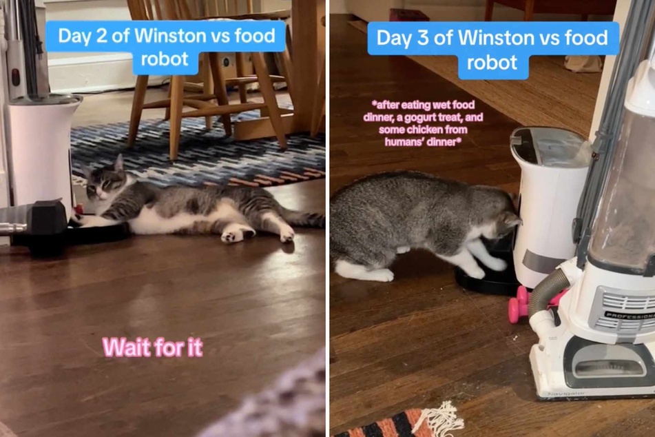 There TikTok account features a video series showing the storied history of Winston the cat's personal beef with food robots!