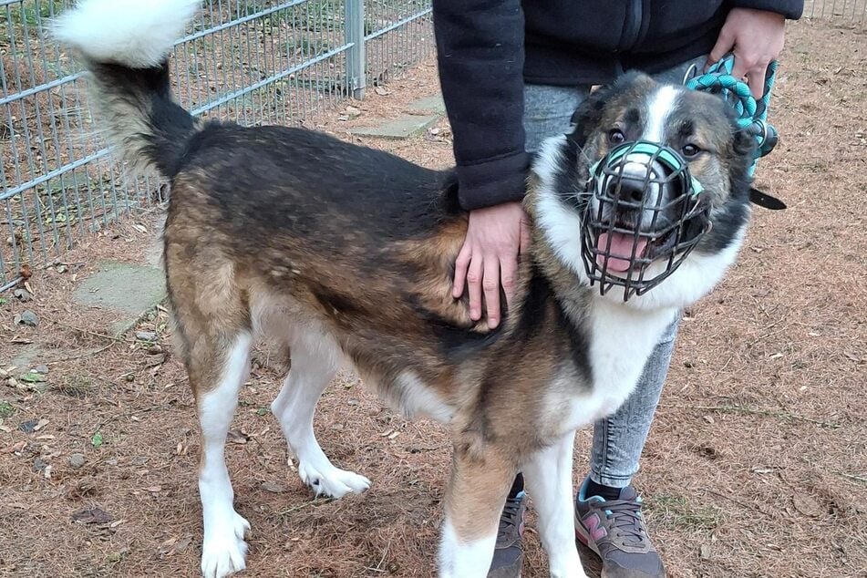 Die Mitarbeiter des Tierheims arbeiten intensiv mit Lenny, um ihn behutsam an Grenzen und die Arbeit mit Menschen heranzuführen.
