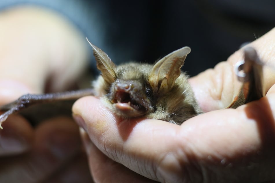 Sie jagen lautlos und sind wichtig für Ökosysteme. Aber die Lebensräume der Fledermäuse werden enger, Insekten weniger - das gefährdet viele Arten auch in Sachsen. (Archivbild)