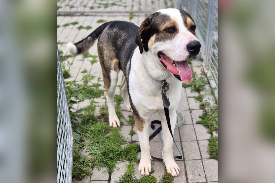 Es braucht standhafte Menschen, denen bewusst ist, dass sie Harley noch einiges beibringen müssen.