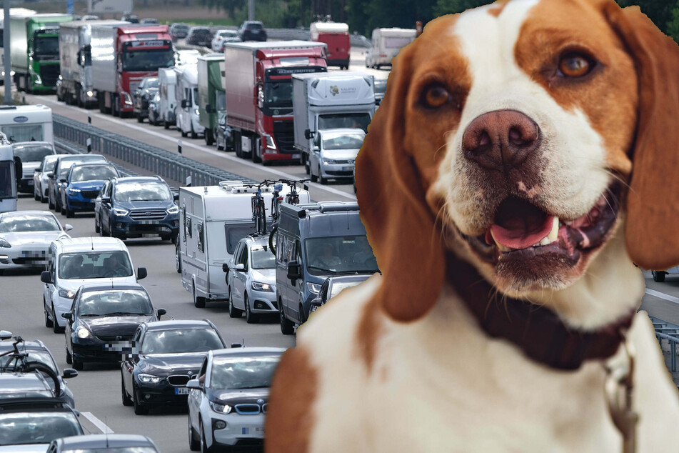 Fotomontage: Der zehn Jahre alte Englische Foxhound sorgte auf der Autobahn für mächtig Wirbel (Symbolbild).