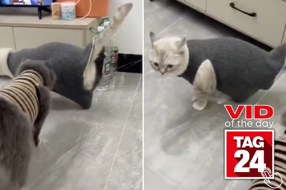 Today's Viral Video of the Day features a cat who got itself in a bit of a "meow-stake" after putting on a comfy sweater!