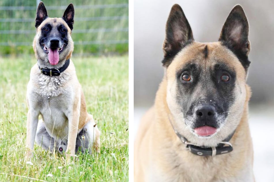 Malinois Rusty (12) war früher für die Polizei im Einsatz.