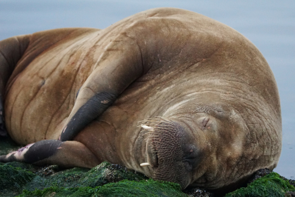 Tierischer Besuch! Extrem seltener Gast auf Nordsee-Insel gesichtet
