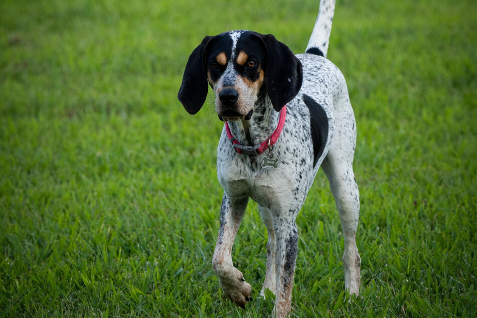 The bluetick coonhound is a gorgeous and fascinating dog.