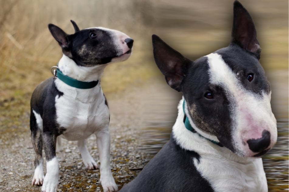 Das passiert, wenn Hund "Zeus" ein Taschentuch am Boden entdeckt