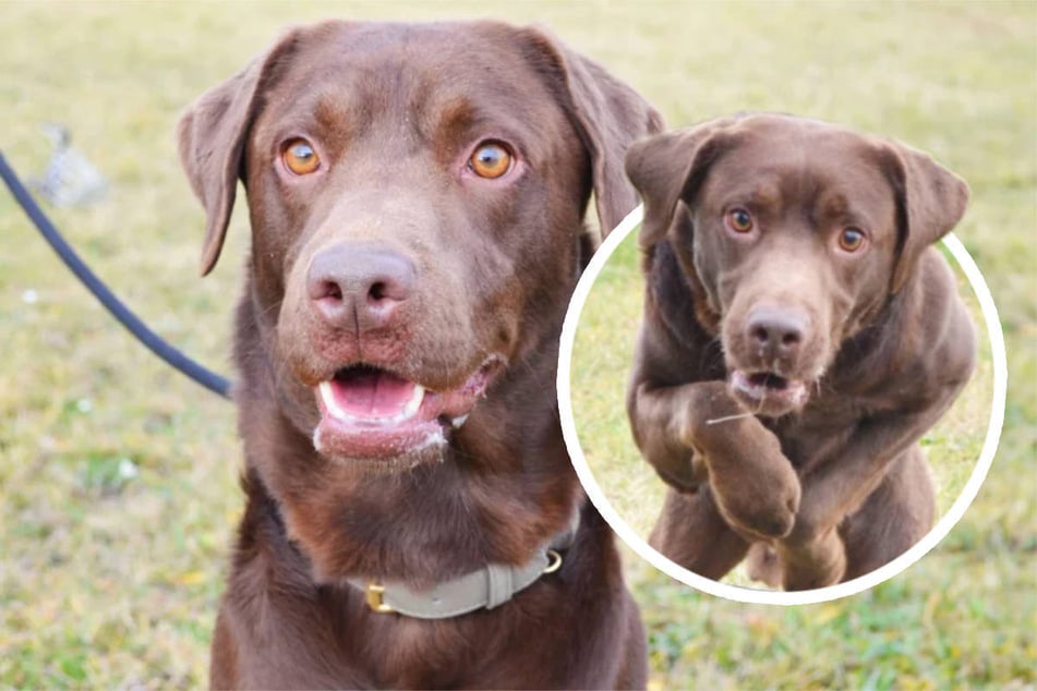 Mix aus Labrador und Golden Retriever: Schoko hat Tricks auf Lager, aber ...