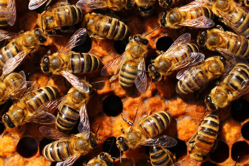 Mehr als 80 Prozent der weltweiten Pflanzen sind auf die kleinen Nutztiere angewiesen. (Symbolfoto)