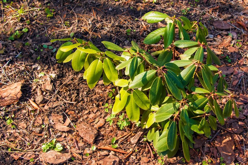 Zu sonnig sollte der Standort der Rhododendren nicht sein. Auch beim Substrat ist er wählerisch.