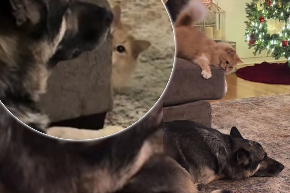 Kater nervt Hund stundenlang: Die Reaktion des Vierbeiners verdient einen Orden