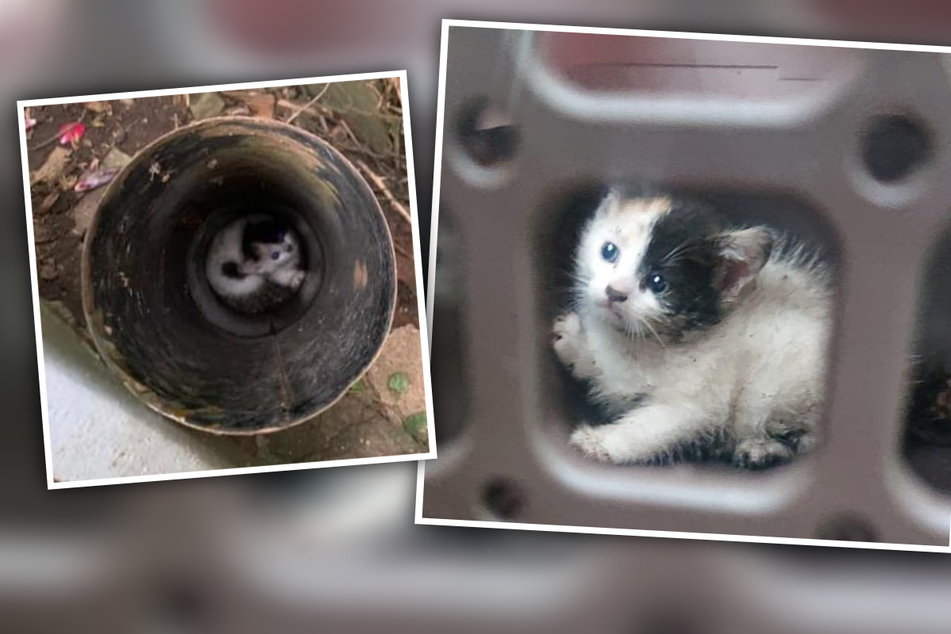 Das Kätzchen kam ohne Hilfe nicht mehr aus dem Rohr heraus. Dank des beherzten Einsatzes der Tierhilfe konnte es jedoch gerettet werden.