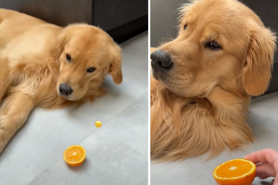 Golden Retriever Bearson kann mit der Orange nichts anfangen.