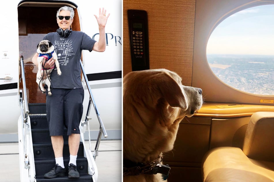 Ohne Stress oder Transportbox: Privatjet-Unternehmen spezialisiert sich auf Hunde-Flüge!