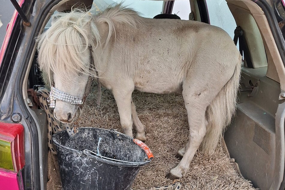 Das Pony hat die Verkehrskontrolle gelassen hingenommen.