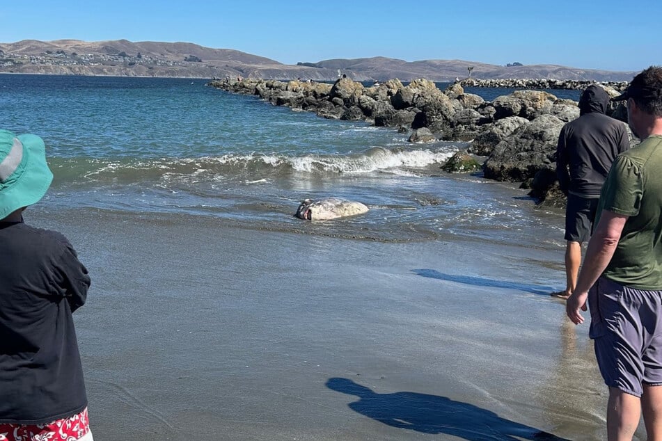 Zonnevissen kunnen meer dan drie meter lang en meer dan twee ton zwaar worden. De aangespoelde “Mola tecta” was volgens mediabericht ongeveer 1,80 meter lang en 90 centimeter breed.