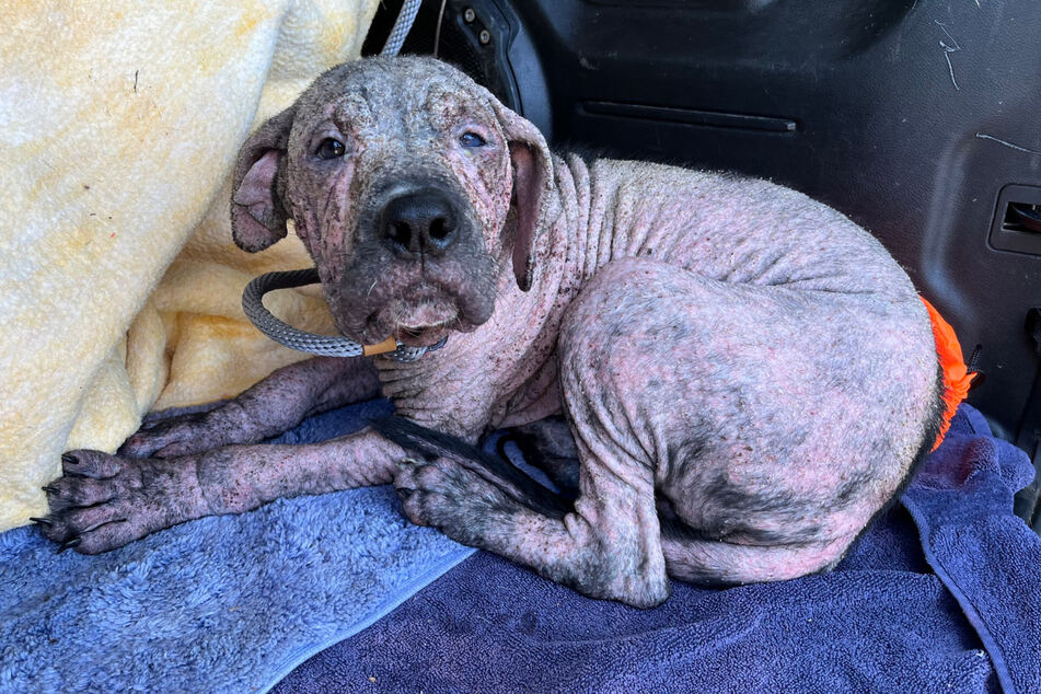 Kamper was sad and fur-less when he was found in a cemetery in St. Louis, Missouri.