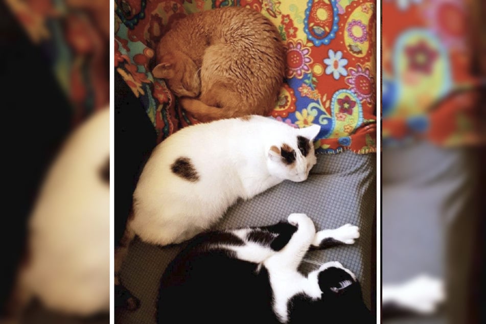 Miezen-Mittagsschlaf ist angesagt. Im neuen Zuhause schlummert der Kater gemeinsam mit seinen neuen Katzen-Freunden.