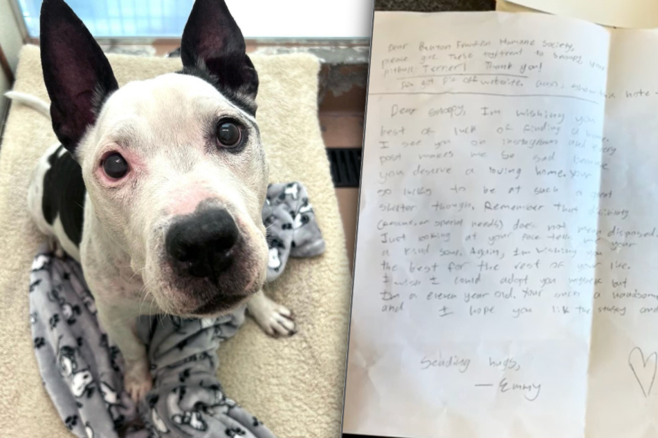 Dog waiting over 600 days in the shelter gets heartwarming surprise