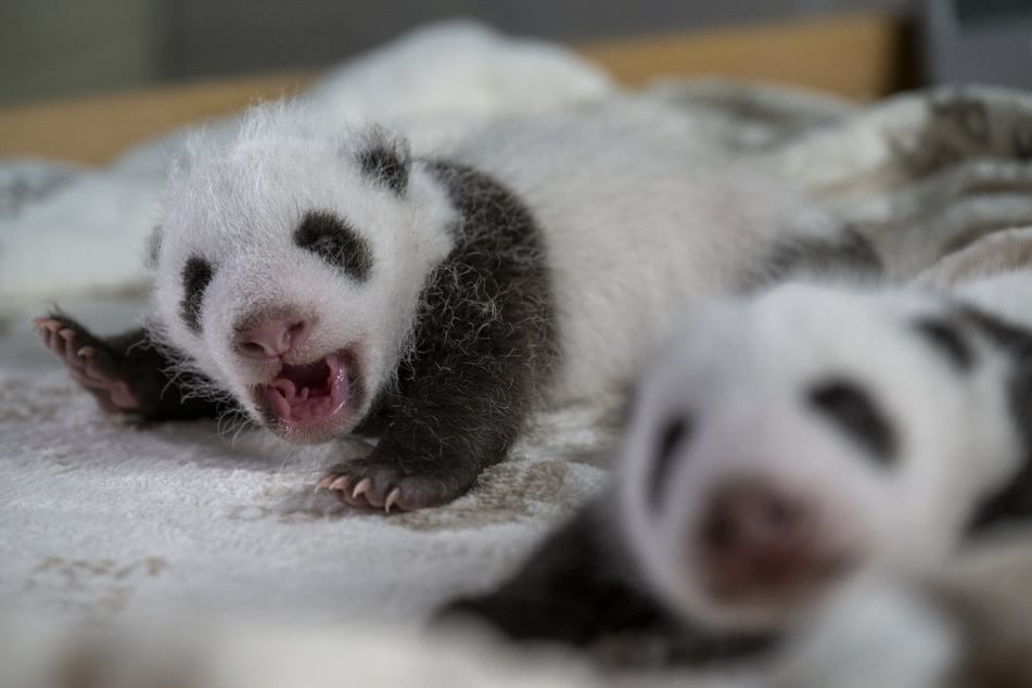 Diese beiden süßen Pandas sind am 22. August im Berliner Zoo zur Welt gekommen und treten bald vor die Augen der Besucher.