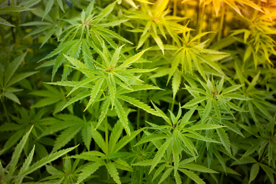 In diesem Land will die Regierung den Bürgern eine Million Cannabis-Pflanzen schenken!