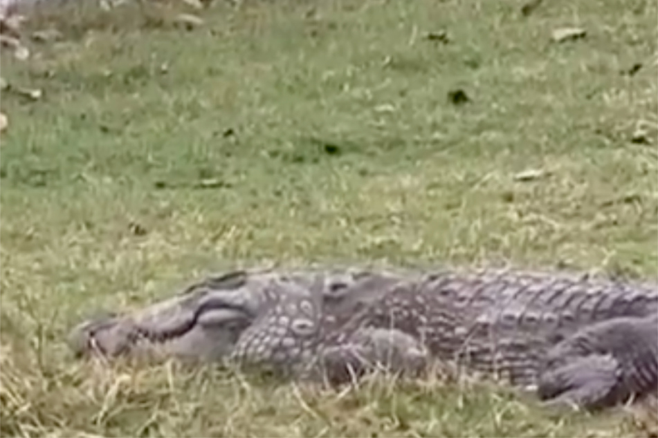 Das Krokodil wird letztlich Teil der natürlichen Nahrungskette.