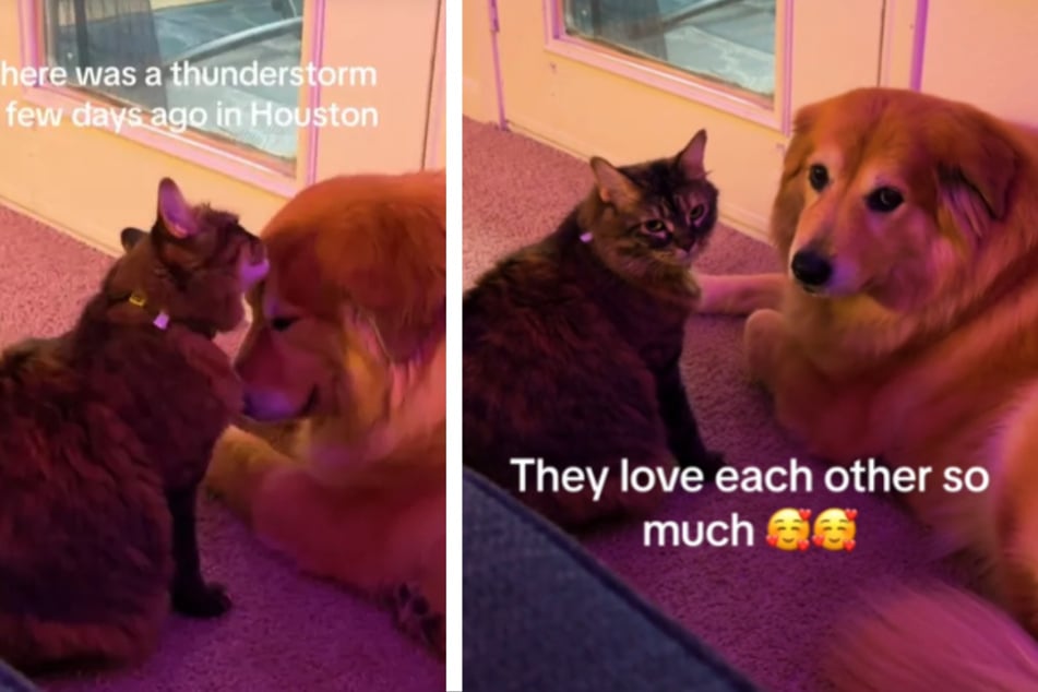 Cat Nala gave dog April love and comfort when a storm was raging outside.