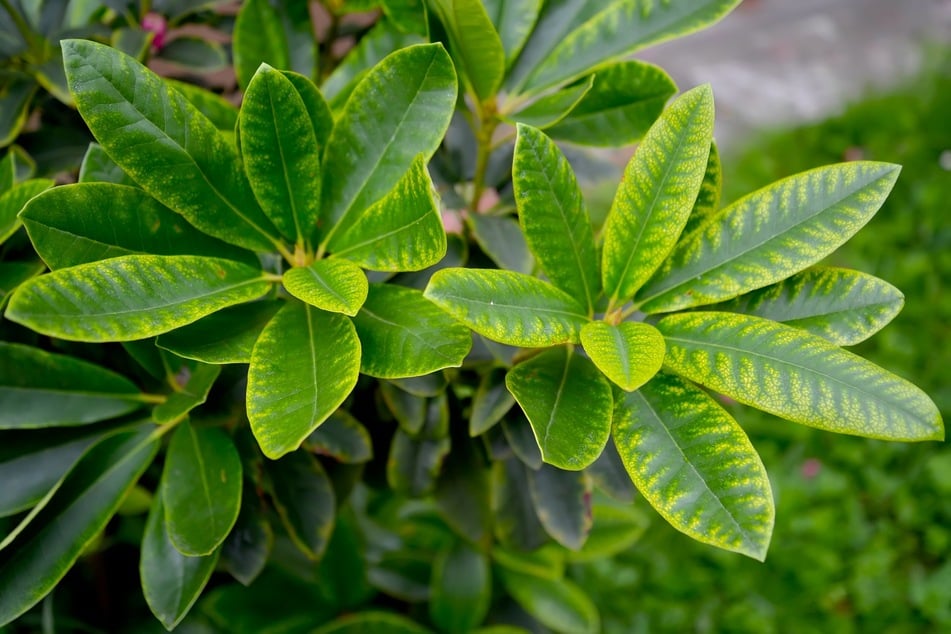 Gelbe Blätter: Ist der Rhododendron krank?