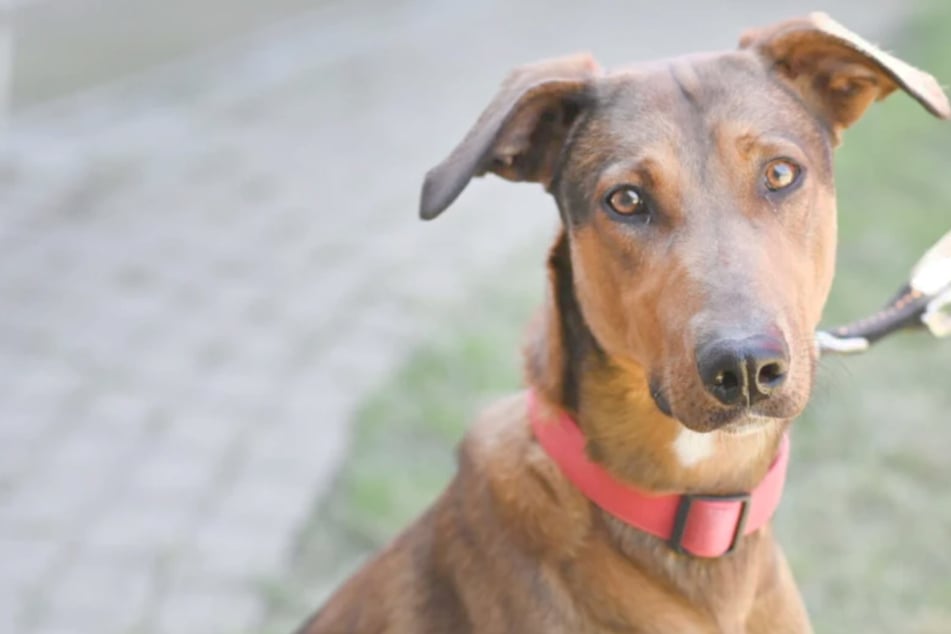 Dobermann-Mix Nino hat schon einiges hinter sich: Jetzt will er endlich ankommen