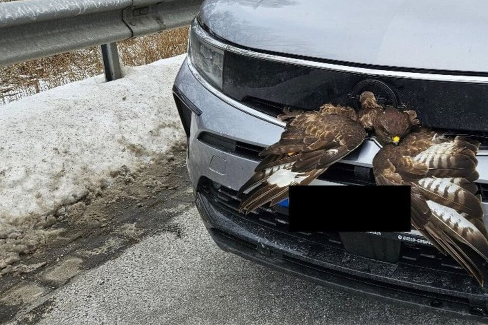 Unfall A20: Kollision bei 100 km/h: Bussard überrascht Polizei und Autofahrerin