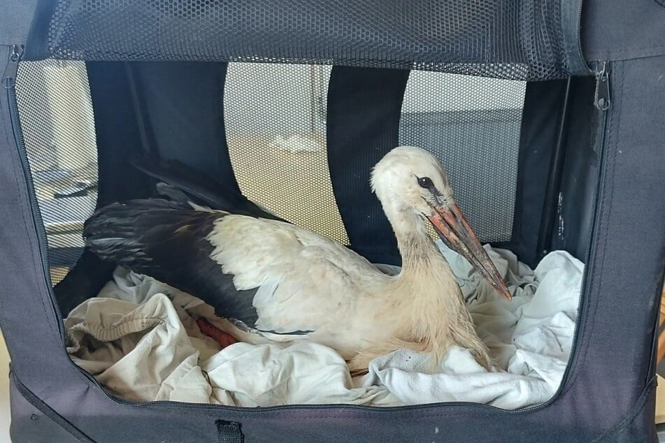 Dem Storch wurde übel mitgespielt.