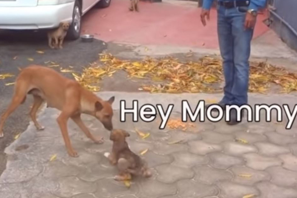 "Hey Mommy" betitelten die Retter die Zusammenführung von Timothy mit seiner Mutter und seinen Geschwistern.