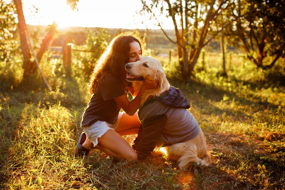 The golden retriever is one of the most popular and most family friendly dog breeds.