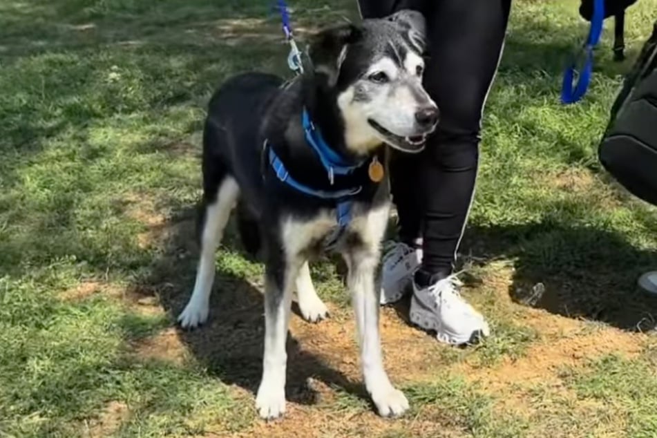 Draußen ist alles besser. Boregaurd sah sich rund um seinen Ausflug aber immer wieder an der Tierheim-Tür um - vermutlich, weil er seinen Besitzer dort zuletzt gesehen hatte.