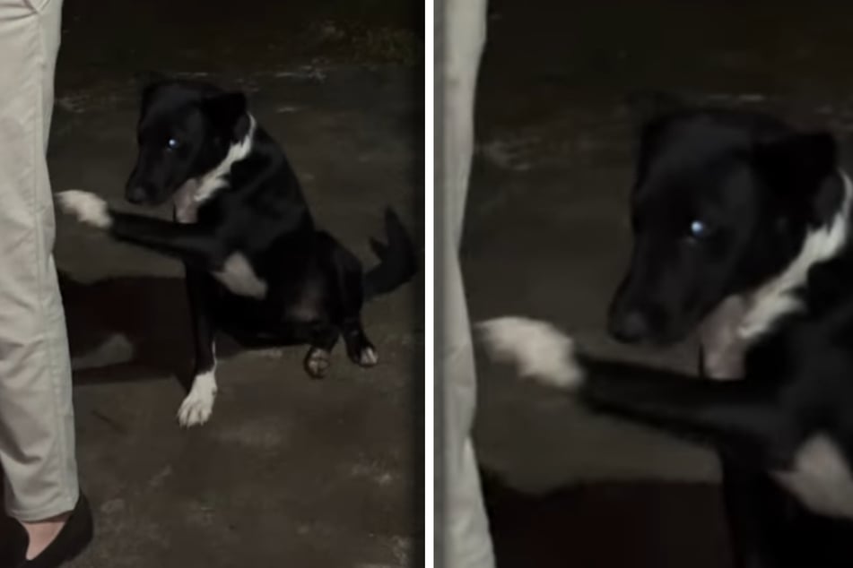 Hinter dieser rührenden Geste des einsamen Hundes steckte mehr als nur Freundlichkeit.