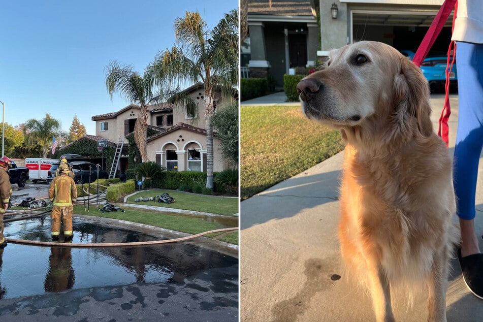 Brave dog saves the lives of her family when she alerts them to devastating house fire