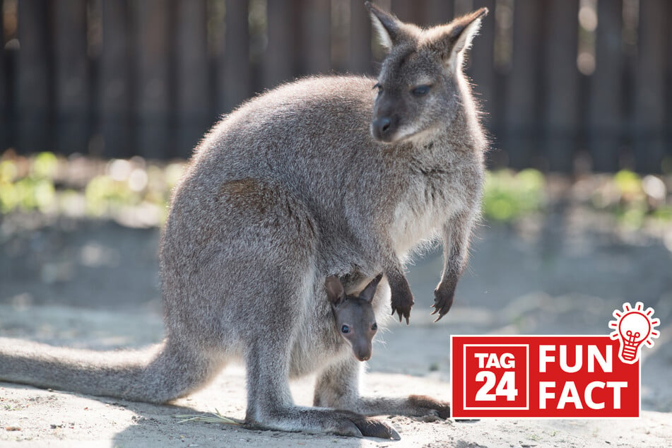 Unnützes Wissen: Fun Fact am 24.5.2024 über Kängurubabys