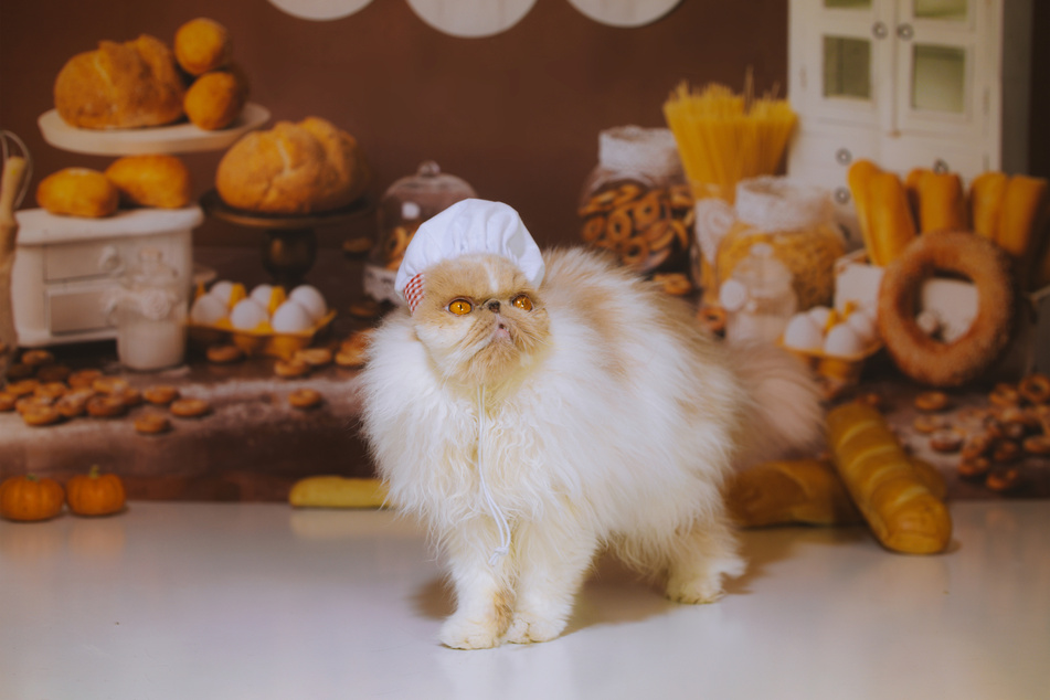 No matter how cute your cat looks when dressed up as a baker, it won't be a fan of garlic bread.
