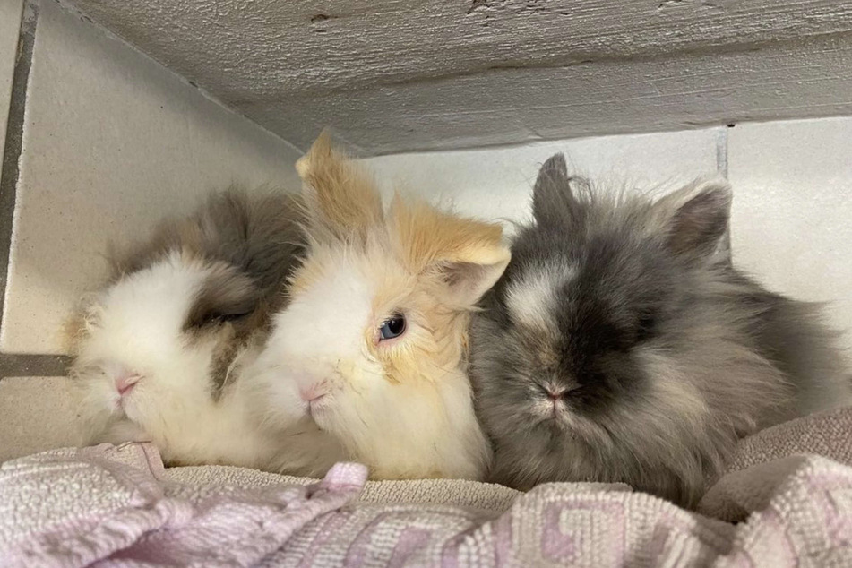 Fund-Kaninchen aus Tierheim sorgte erst für Freude - doch nun gibt's schlechte Neuigkeiten