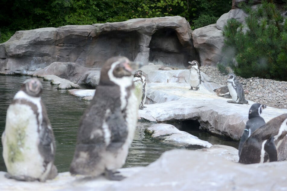 Nach Raubtierattacke im Rostocker Zoo: So werden die Pinguine jetzt geschützt