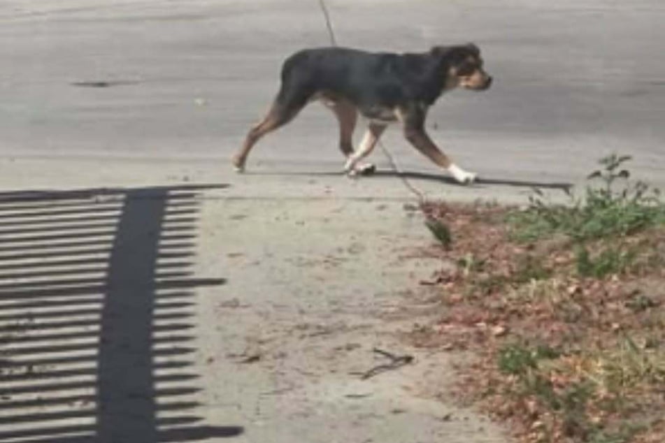Die Hunde irrten verängstigt durch die Straßen.