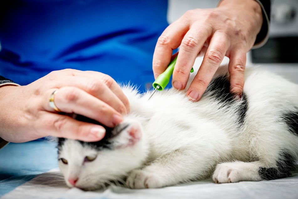 Das Chippen einer Katze ist inzwischen ein harmloser Routineeingriff. So findet sie zu ihrem Halter zurück.