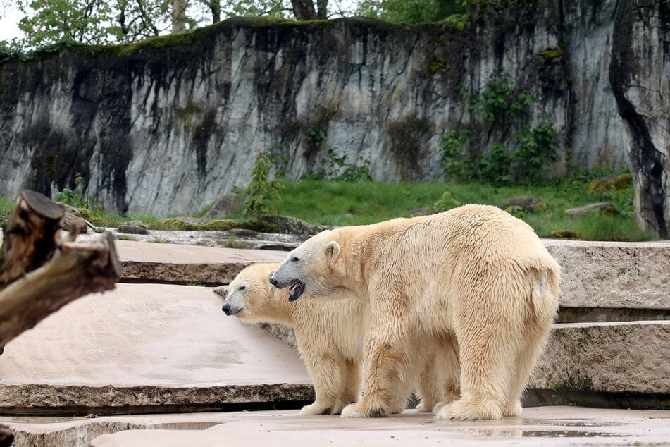 Die Eisbären Nuka (hinten) und Kap waren bereits vor ihrer mehrmaligen Paarungen eine echte Bereicherung für den Karlsruher Zoo.