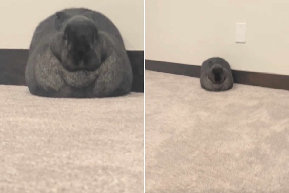 It looked like a large, gray rock, but somehow the strange animal also had something fluffy about it. What could it be? The answer had commenters rolling on the floor with laughter!