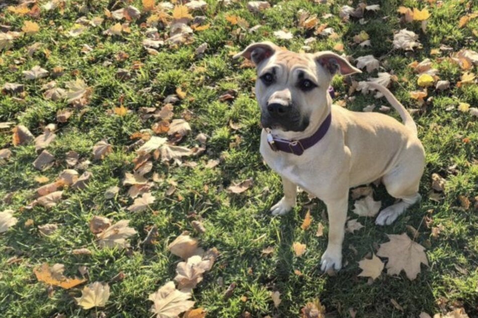 Gibt es für Staffordshire-Terrier-Mix Lillie (1) eine Zukunft außerhalb des Berliner Tierheims?