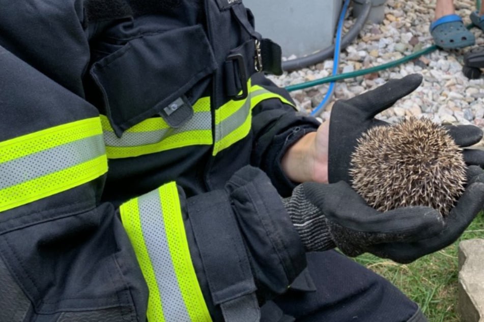 Die Rettung hat die Freiwillige Feuerwehr übernommen.