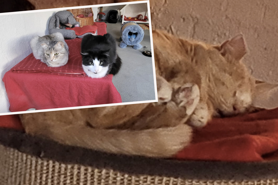 Blind und ein Bein fehlt: Finden diese drei Katzen aus dem Kriegsgebiet ein friedliches Zuhause?