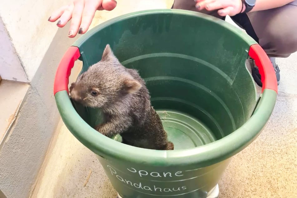 Huch, wer guckt denn da so neugierig? Der Zoo Halle freut sich sehr über sein Wombat-Mädchen.