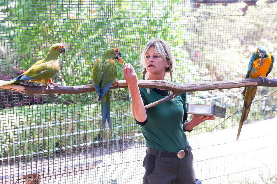 Vogeltierpflegerin Heike Thiergen (61) mit den Aras in der Flugvoliere.