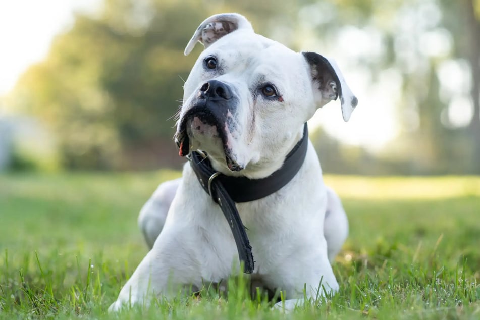 American-Pitbull-Terrier-Bulldoggen-Mischling Potter kam als Fundhund ins Hambburger Tierheim.