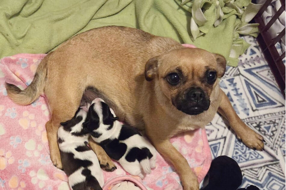 Hunde-Mama Millie hat zwei ungewöhnlich aussehende Welpen.